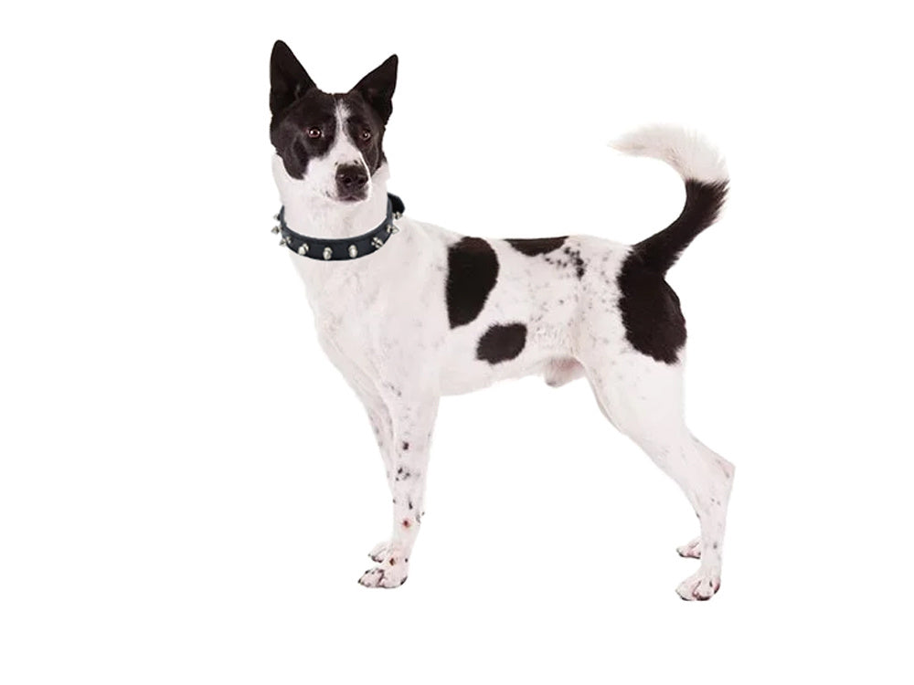 Collier chien clouté cuir eco réglable M coloris alléatoire