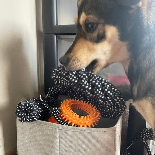 Ensemble de jouets pour chiens-10 pièces