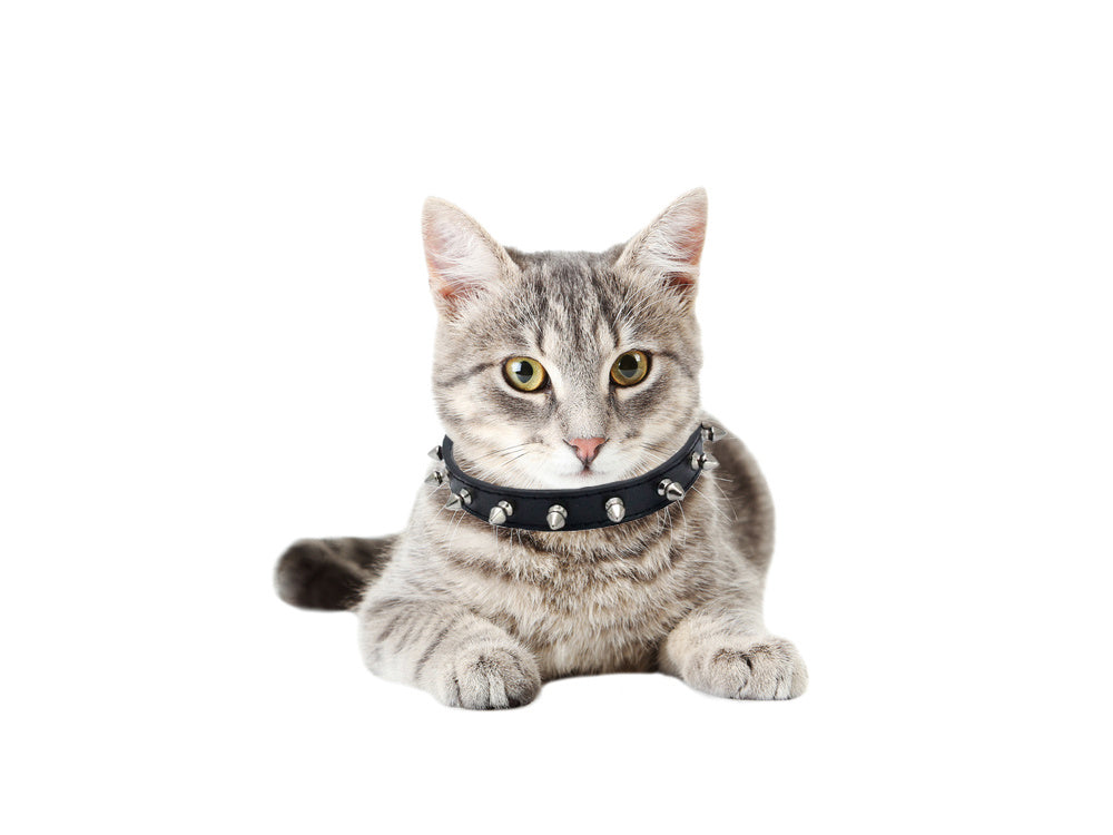 Collier chien clouté cuir eco réglable M coloris alléatoire