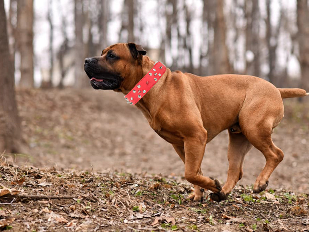Collier chien clouté cuir eco réglable xl rouge