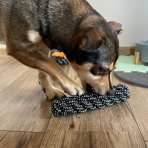 Ensemble de jouets pour chiens-10 pièces