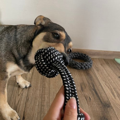 Ensemble de jouets pour chiens-10 pièces