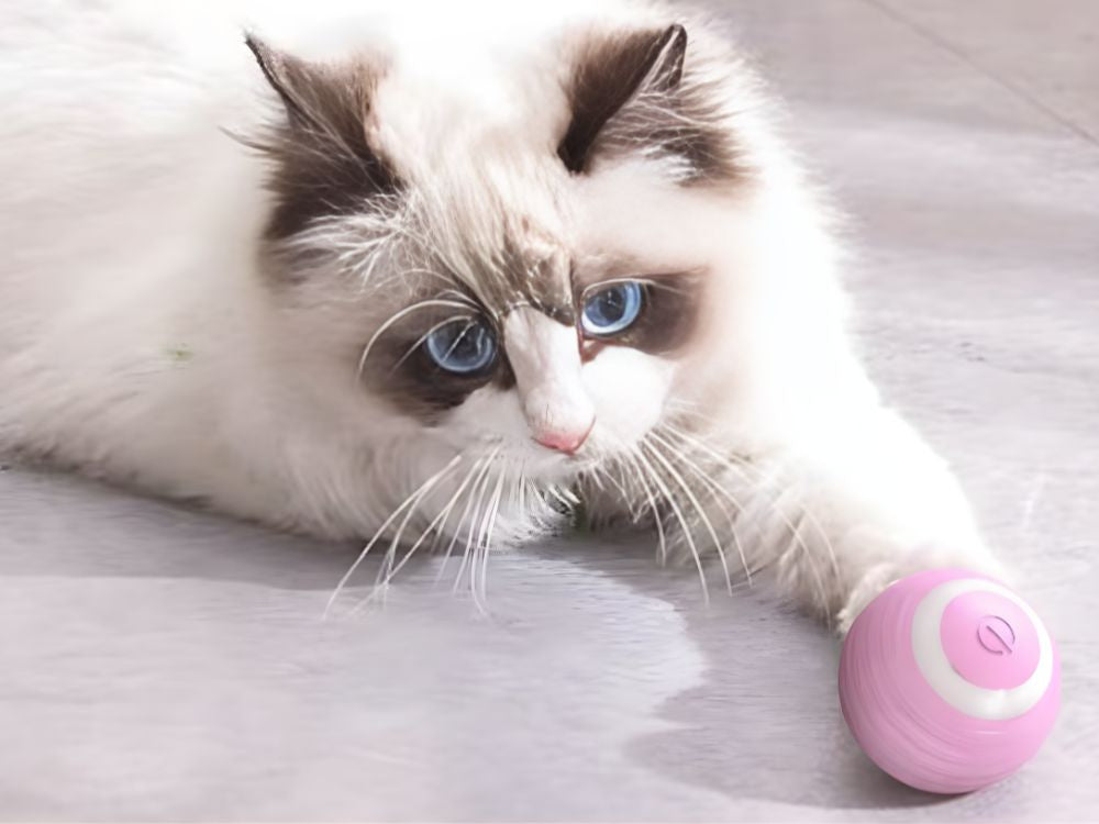 Jouet pour chat chien balle d'évasion balle électrique usb vibration led