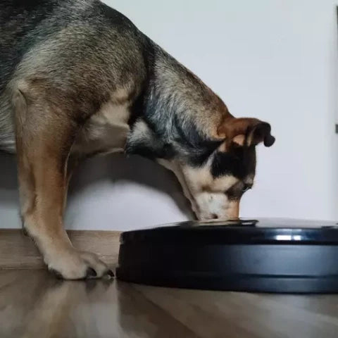 Distributeur automatique de nourriture